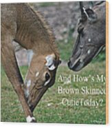 Nilgai Antelope #1 Wood Print