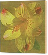 Peruvian Lily Wood Print