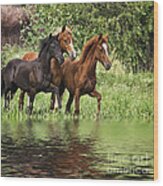 Peruvian Paso Reflections Wood Print