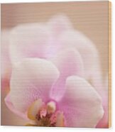 Phalaenopsis 'nobby's Army' Flowers Wood Print