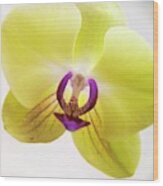 Phalaenopsis Orchid Flower Wood Print