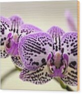 Phalaenopsis Orchid Flowers Wood Print