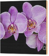 Phalaenopsis Orchid Wood Print