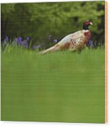 Pheasant Wood Print