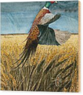 Pheasant Rising Wood Print