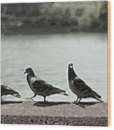 Pigeons Walking On Wall Wood Print