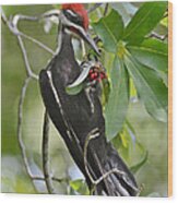 Pileated Woodpecker Wood Print
