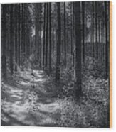 Pine Grove Wood Print