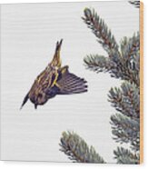 Pine Siskin In Granby Colorado Wood Print