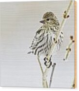 Pine Siskin Wood Print