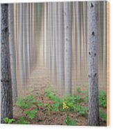 Pine Trees In Fog Wood Print