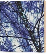 Pine Trees, Blue Redux Wood Print
