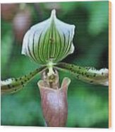 Pink And Green Lady Slipper Orchid Wood Print