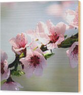 Pink Blossom Wood Print