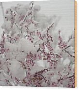 Pink Spring Blossoms In The Snow Wood Print