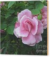 Pink China Rose Wood Print
