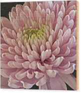 Pink Chrysanthemum Wood Print