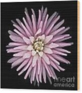 Pink Dahlia Wood Print