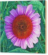 Pink Daisy By Jan Marvin Wood Print