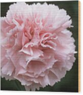 Pink (dianthus 'gwendoline Read') Wood Print