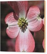 The Cross Of Christ Pink Dogwood At Easter 7 Wood Print