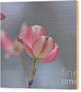 Pink Dogwood Blossoms Series Photo D Wood Print