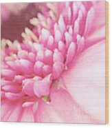 Pink Gerber Daisy Wood Print