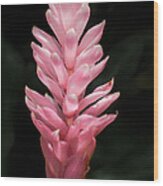 Pink Ginger Wood Print