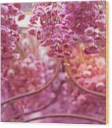 Pink Helichrysum. Amsterdam Flower Market Wood Print