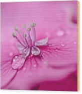 Pink Hydrangea Wood Print