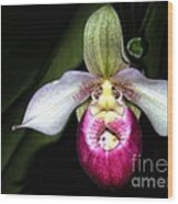 Pink Lady Slipper Orchid Wood Print