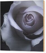 Black And White Rose Flower Macro Photography Wood Print