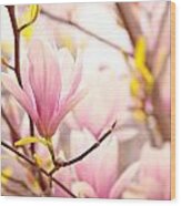 Pink Magnolia Blossoms Wood Print