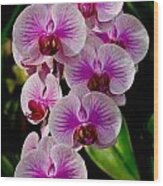 Pink Orchid Wood Print