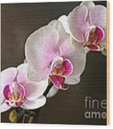 Pink Orchid Wood Print