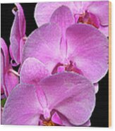 Pink Orchids Wood Print