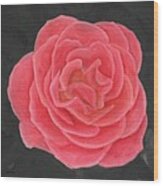 Pink Pastel Rose Wood Print