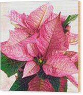 Pink Poinsettia Wood Print