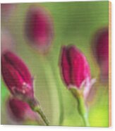 Pink Red Buds Wood Print