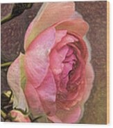 Pink Rose Imp 1 - Artistic Pink Rose With Buddies Wood Print