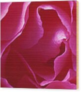 Pink Rose Wood Print