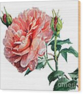 Watercolor Of An English Pink Rose Wood Print