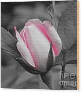 Pink Rose On Black And White Wood Print