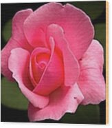 Pink Rosebud Wood Print