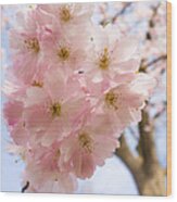 Pink Spring Blossom Light Blue Sky Wood Print