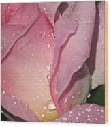 Pink Tea Rose 03 Wood Print