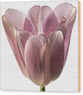 Pink Tulip 2 Wood Print