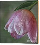 Pink Tulip Wood Print