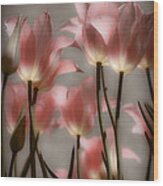 Pink Tulips Glow Wood Print