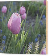 Pink Tulips Wood Print